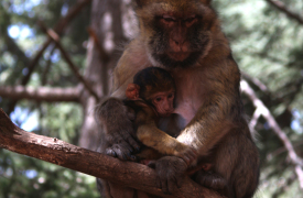 Barbary Apes