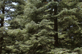 Cedar Forest