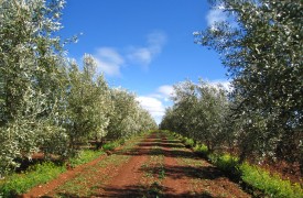 olive trees