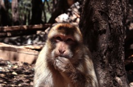 Barbary Apes