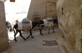 Fez Donkeys