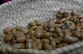 argan nuts